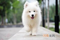 萨摩耶是大型犬吗？好养吗？