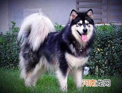 阿拉斯加犬好养吗？如何喂养阿拉斯加？