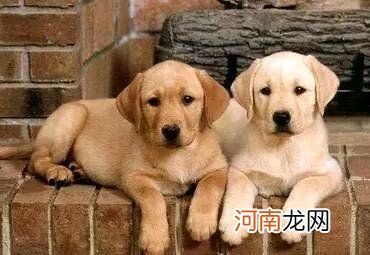 拉布拉多幼犬多少钱？好养吗？