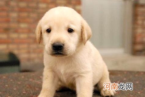 拉布拉多幼犬多少钱？好养吗？