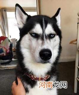 为什么哈士奇被人们称为二哈呢？网友看了都叫秒！