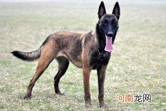 一窝马犬怎么挑选好的？这样的方法非常有效