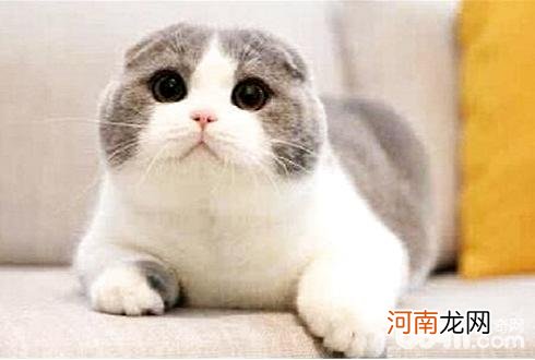 苏格兰折耳猫多少钱一只 苏格兰折耳猫价格盘点