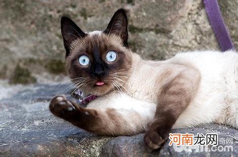 加菲猫和暹罗猫谁更聪明？