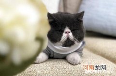 加菲猫和暹罗猫谁更聪明？