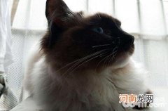 听说布偶猫是人工培育的品种？