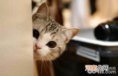 猫为什么在人身上踩奶？猫踩奶的原因