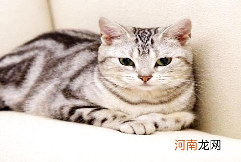 怎么区分狸花猫和虎斑猫？狸花猫和虎斑猫的区别