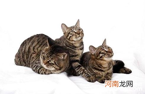 怎么区分狸花猫和虎斑猫？狸花猫和虎斑猫的区别