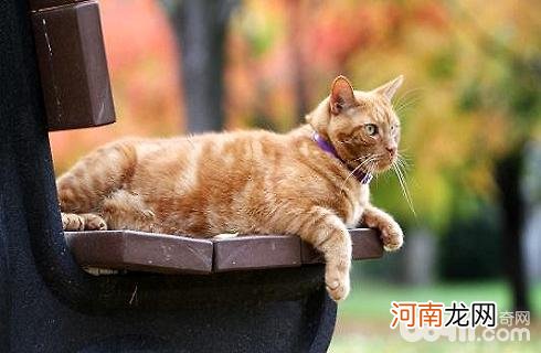 橘猫多少钱一只？橘猫价格盘点