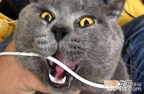 主人的职业和猫咪性格有关？