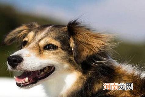 狂犬病发作会学狗叫吗？有什么症状？