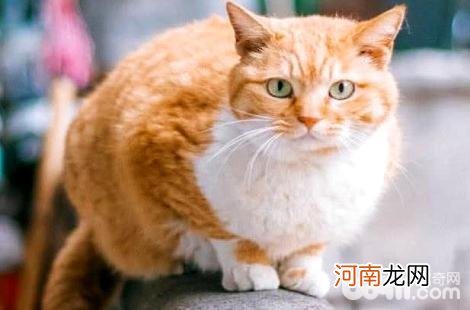 橘猫一天要睡几个小时？原来橘猫这么爱睡觉？