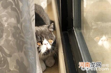 异国短毛猫现在还会抓老鼠吗？