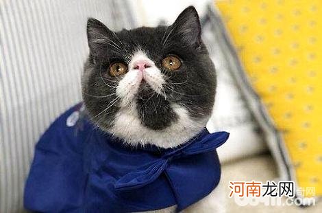 猫咪为什么可以长时间不眨眼睛？