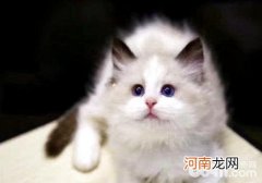 养猫需要准备什么？养猫注意事项有哪些