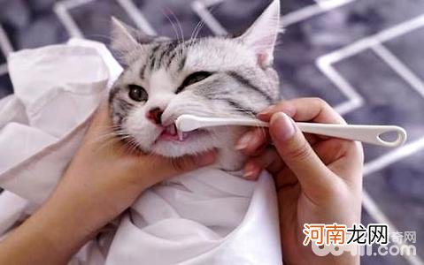 猫咪需要刷牙吗？猫多大开始刷牙