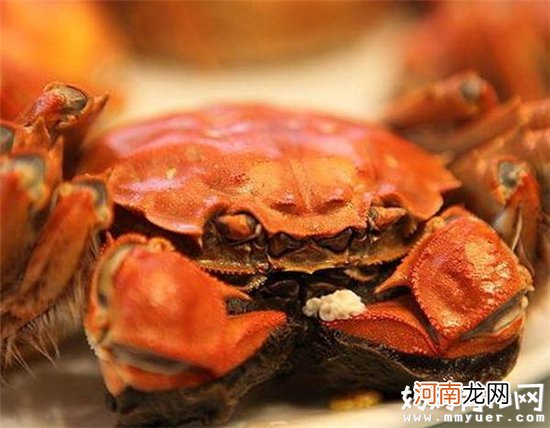 宝宝能吃螃蟹吗 如何判断宝宝是否因吃螃蟹而过敏呢
