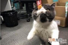 猫咪如果在家具上磨爪子怎么办？