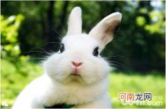 养兔子存在哪些误区？