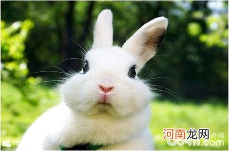 养兔子存在哪些误区？