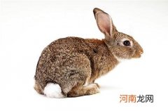 兔子的尾巴有多长，你知道吗？