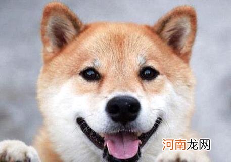 柴犬和秋田犬的区别是什么？