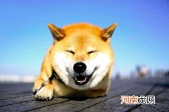 柴犬和秋田犬的区别是什么？