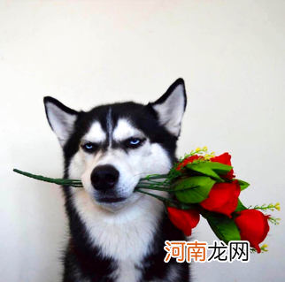 蝴蝶犬为什么养的人少？