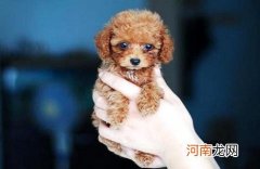 巨型贵宾犬多少钱？这篇文章告诉你！