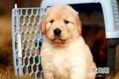 金毛寻回犬的价格