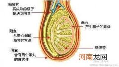 少精症的治疗方法