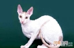 柯尼斯卷毛猫好养吗？饲养柯尼斯卷毛猫