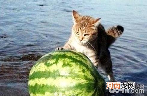 猫咪能不能吃水果？猫咪吃水果