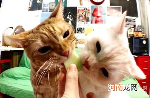 猫咪能不能吃水果？猫咪吃水果