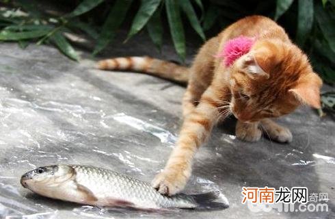 猫为什么喜欢吃鱼？给猫吃鱼需要注意什么