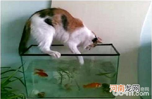 猫为什么喜欢吃鱼？给猫吃鱼需要注意什么