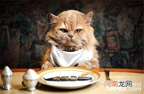 猫为什么喜欢吃鱼？给猫吃鱼需要注意什么