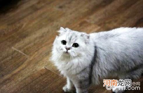 金吉拉猫好养吗？金吉拉猫吃什么？