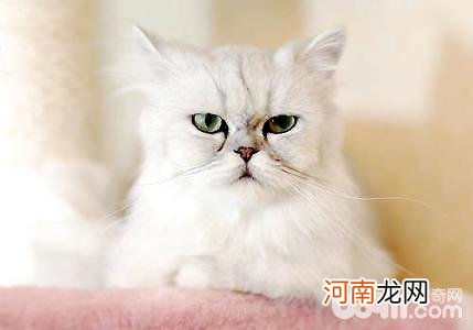 金吉拉猫好养吗？金吉拉猫吃什么？