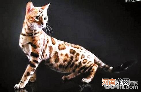 孟加拉豹猫你不知道的这些事？