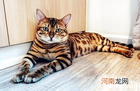 野生豹猫能在家里养吗？