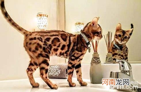 孟加拉豹猫的秘密你知道几个？
