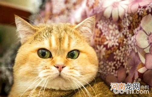 金渐层猫一般多少钱？金渐层猫价格盘点