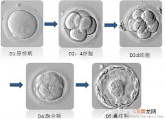 美国试管婴儿为什么要冷冻囊胚？会提高成功率吗