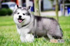 阿拉斯加犬和哈士奇