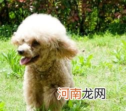 泰迪犬吃什么狗粮好