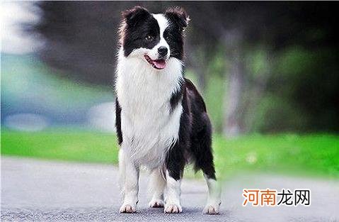 边境牧羊犬多少钱一只？在养的时候我们需要注意什么问题？