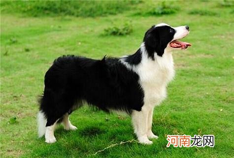 边境牧羊犬多少钱一只？在养的时候我们需要注意什么问题？