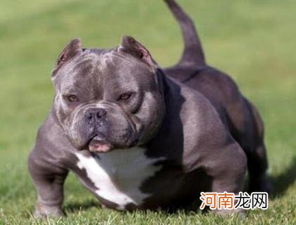 中国恶霸犬多少钱一只？好养吗？